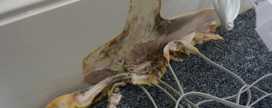 dry-rot