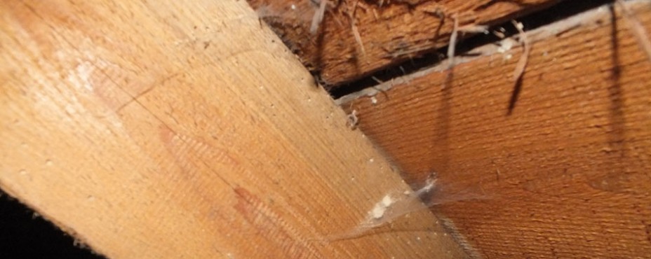 woodworm